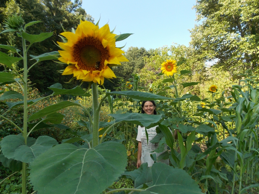Anna Hess ’00 in a patch of sunflowers